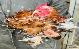 Chickens poultry for sale: Trio of Pekins - Image 3
