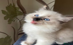 Ragdoll cats for sale: Ragdoll adults Purebred pedigree 5 generations  - Image 12