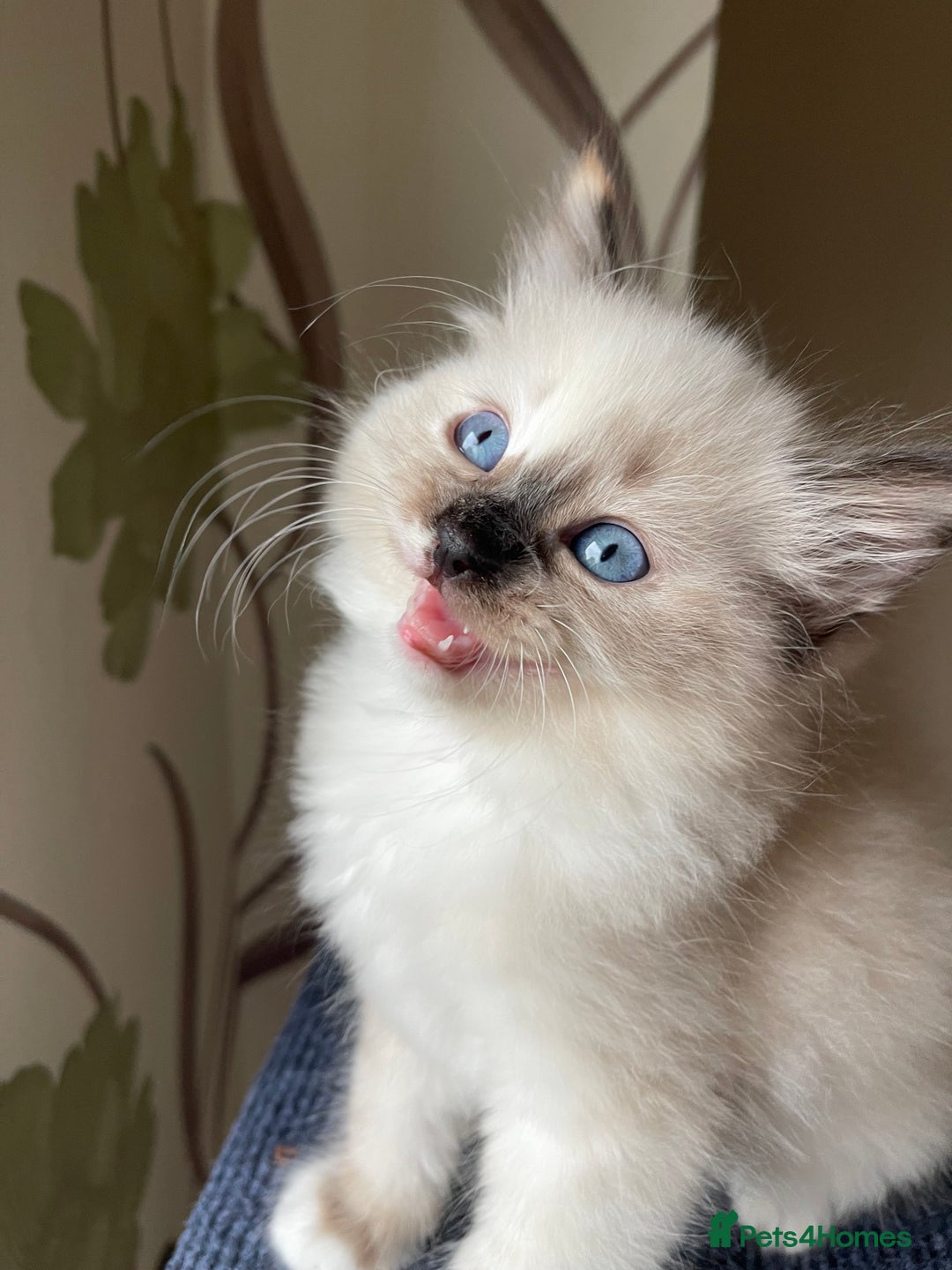 Ragdoll cats for sale: Ragdoll adults Purebred pedigree 5 generations  - Image 12