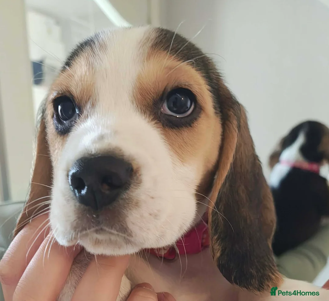 Beagle dogs for sale: 11 Beagle puppies - Advert 1