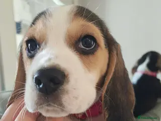 Beagle dogs 11 Beagle puppies - Advert 2