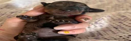Miniature Dachshund dogs for sale: Beautiful cuddly miniature dachshund puppies  in Blackburn - Advert 4