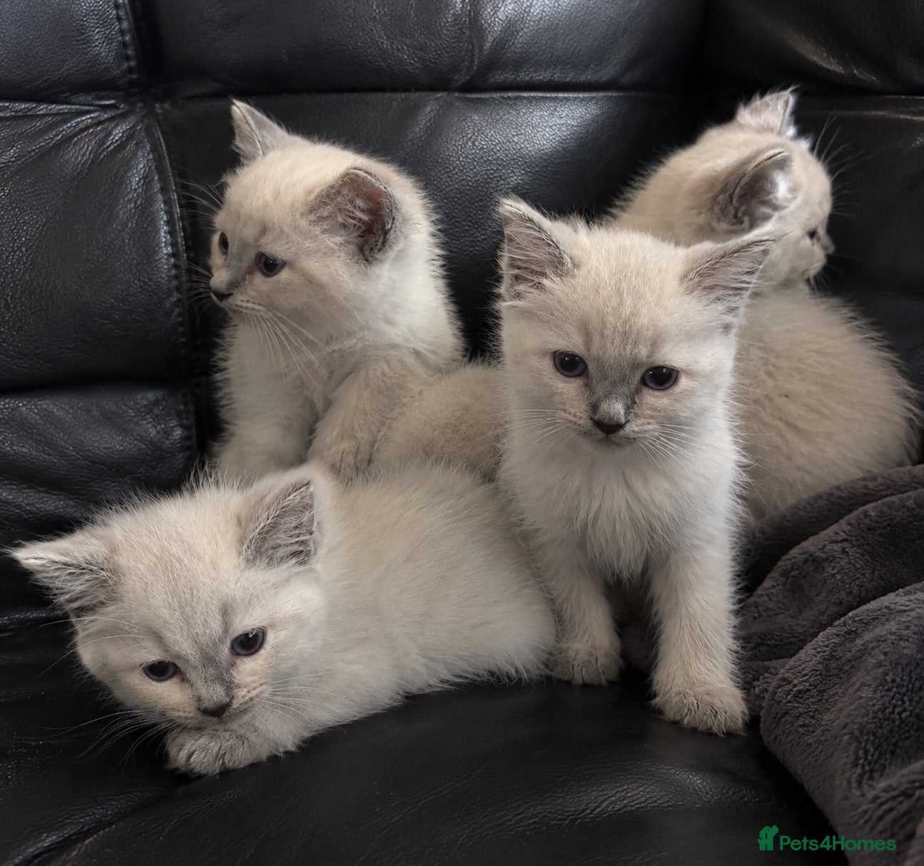 Ragdoll cats Last ragdoll kitten  - Advert 7