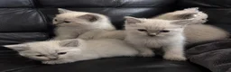 Ragdoll cats for sale: Last ragdoll kitten  - Advert 1