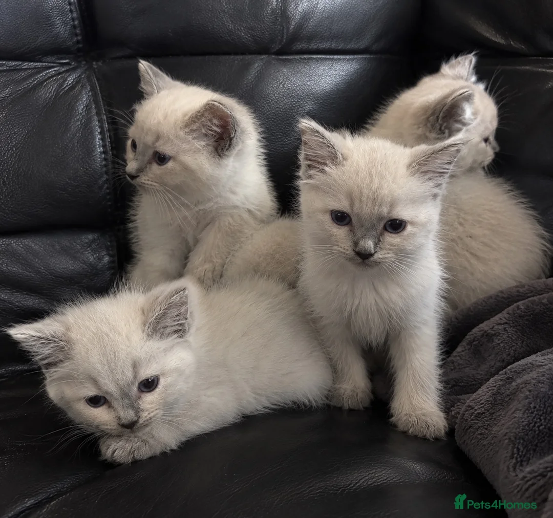 Ragdoll cats for sale: Last ragdoll kitten  - Advert 1