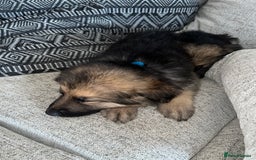 German Shepherd dogs for sale: Ready now 🥰 GSD puppies health tested parents - Image 8