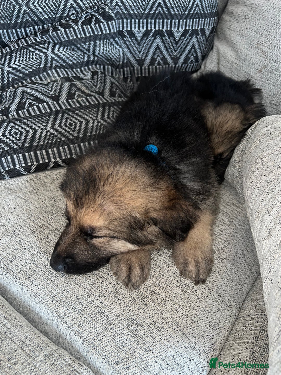 German Shepherd dogs for sale: Ready now 🥰 GSD puppies health tested parents - Image 8