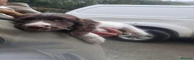 English Springer Spaniel 2