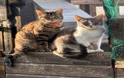 Domestic Shorthair cats for sale: 3 cats 1 female 2 males - Image 1