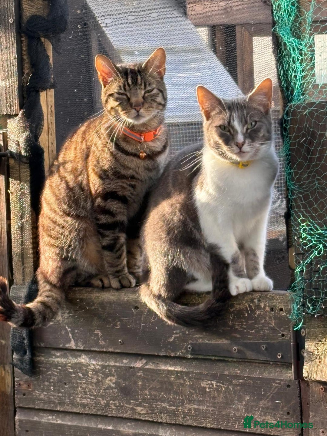 Domestic Shorthair cats for sale: 3 cats 1 female 2 males - Image 1