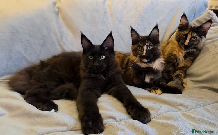 Maine Coon cats - Advert 2