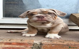 English Bulldog dogs for sale: English Bulldog pups - Image 9