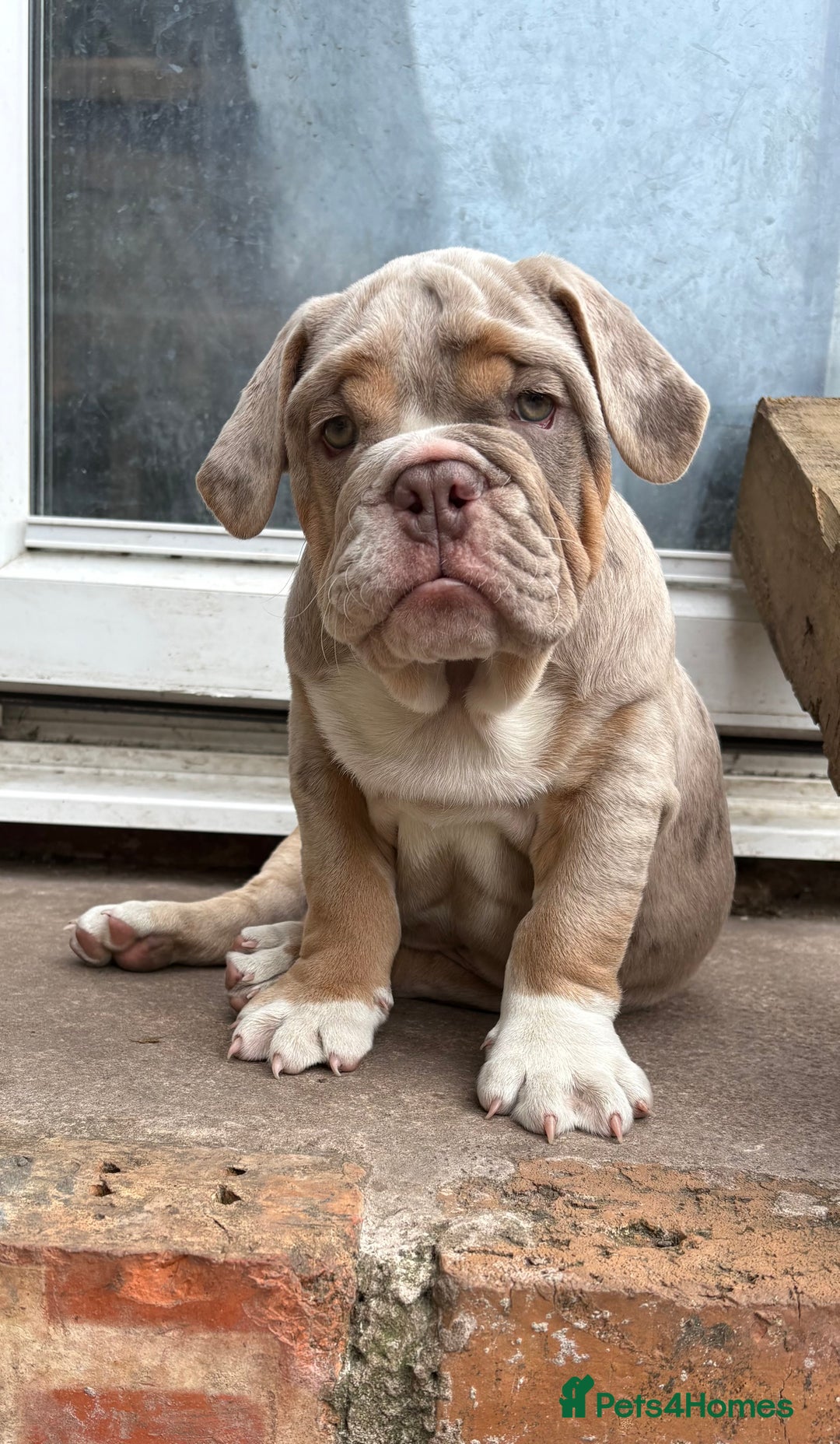 English Bulldog dogs for sale: English Bulldog pups - Image 9