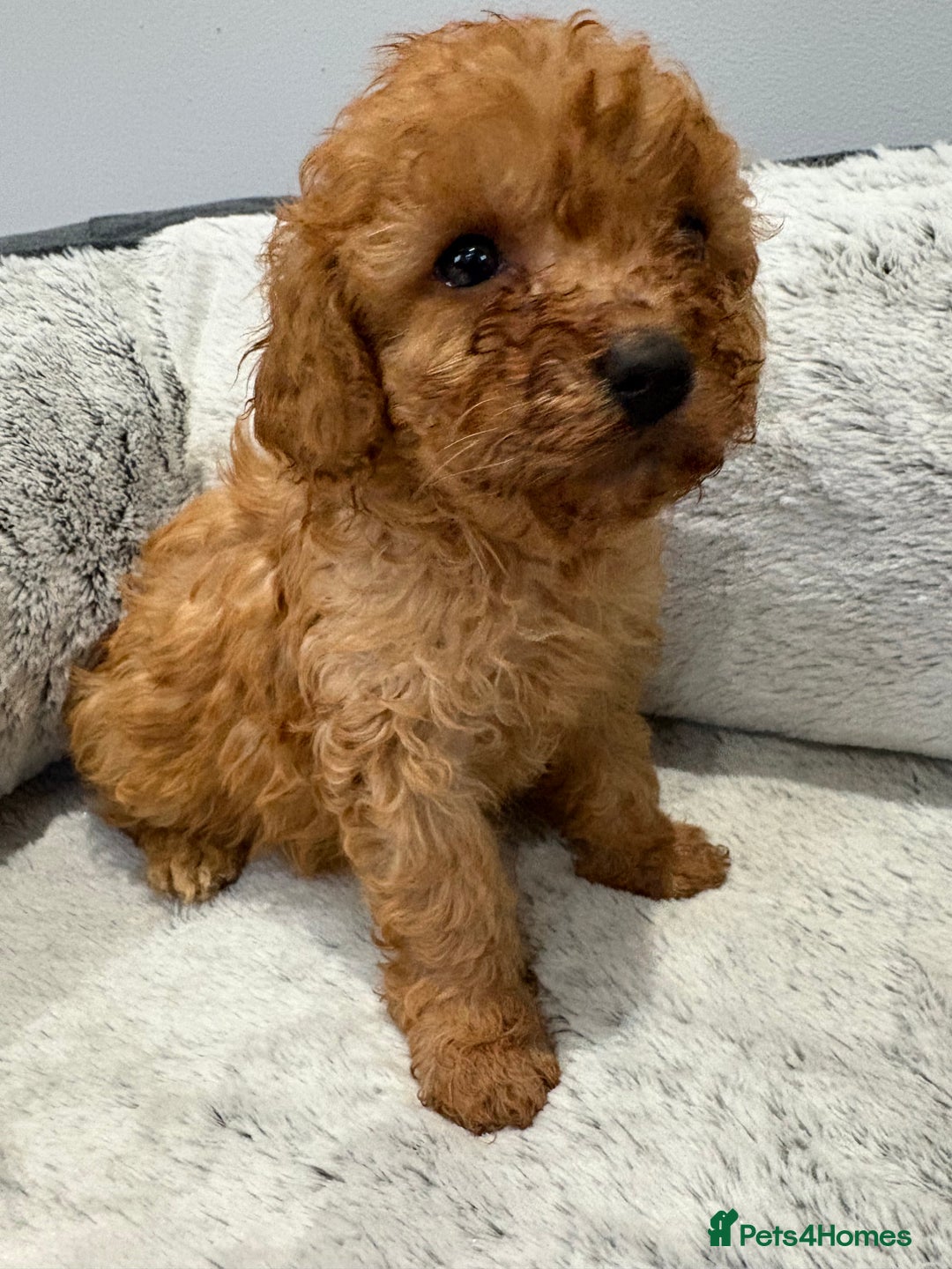Cavapoo dogs for sale: 🐾STUNNING CAVAPOOS F1 🐾 - Advert 10