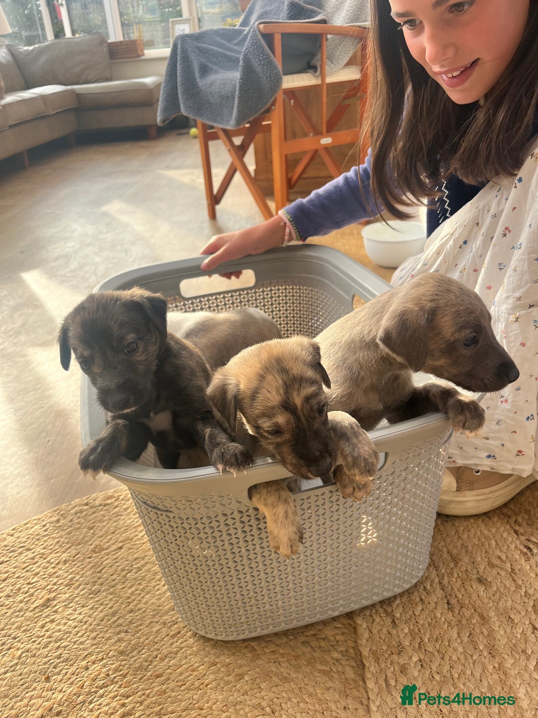 Mixed Breed dogs for sale: Beautifully Bred broken coated Lurcher Puppies - Image 10