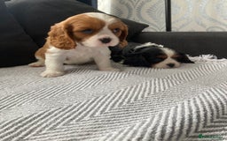 Cavalier King Charles Spaniel dogs for sale: Cavalier King Charles Spaniel! - Image 16
