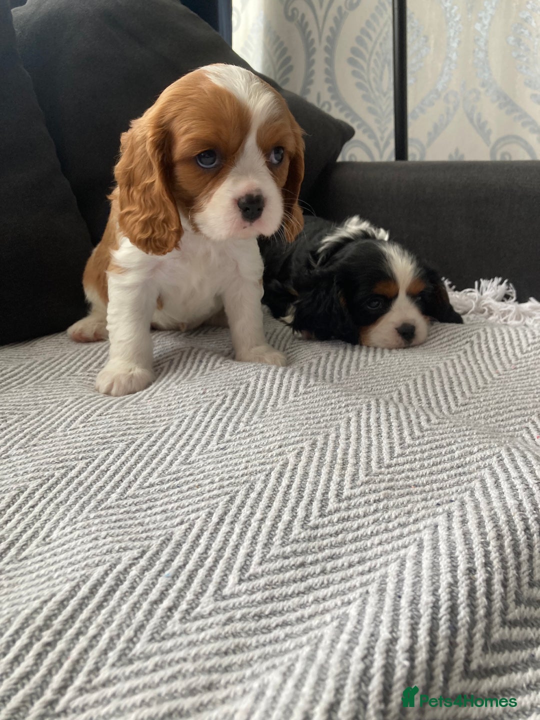 Cavalier King Charles Spaniel dogs for sale: Cavalier King Charles Spaniel! - Image 16
