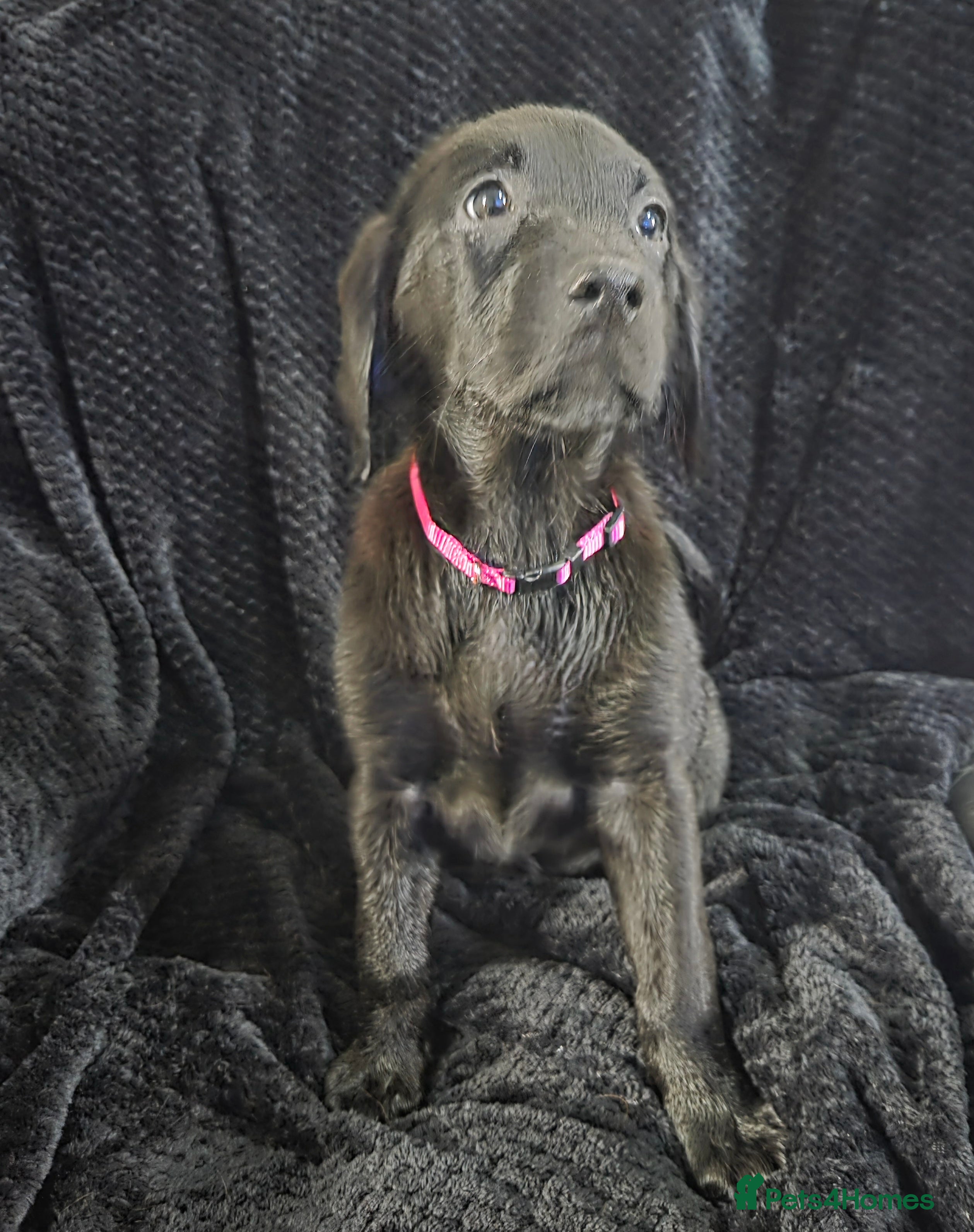 Labrador Retriever dogs KC Registered Black Labrador Puppies  - Advert 3
