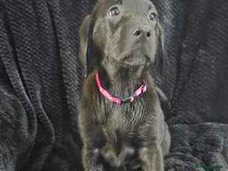 Labrador Retriever dogs KC Registered Black Labrador Puppies - Advert 3