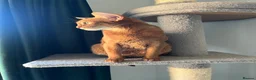 Abyssinian cats for sale: Gorgeous Abyssinian girl  - Advert 4