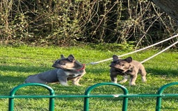 French Bulldog dogs for sale: French bulldog - Image 5