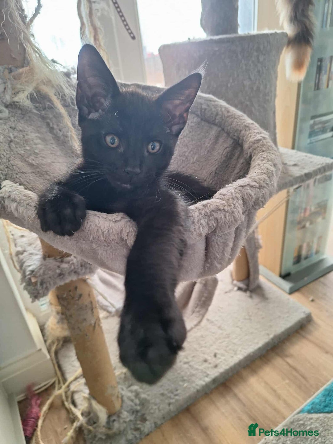 Maine Coon cats for sale: Maine coon cross kittens  - Image 2