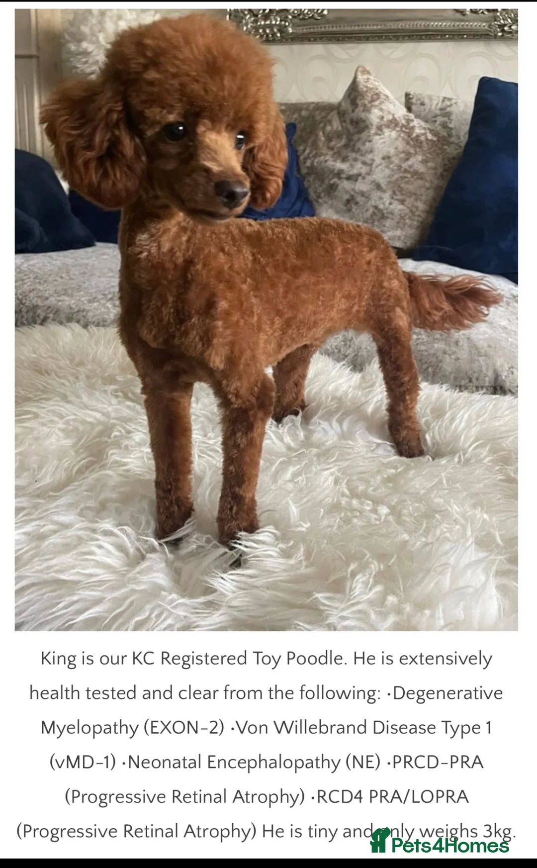 Cavapoo dogs for sale: ❤️ Red Cavapoo F1B Girls ❤️ - Advert 7