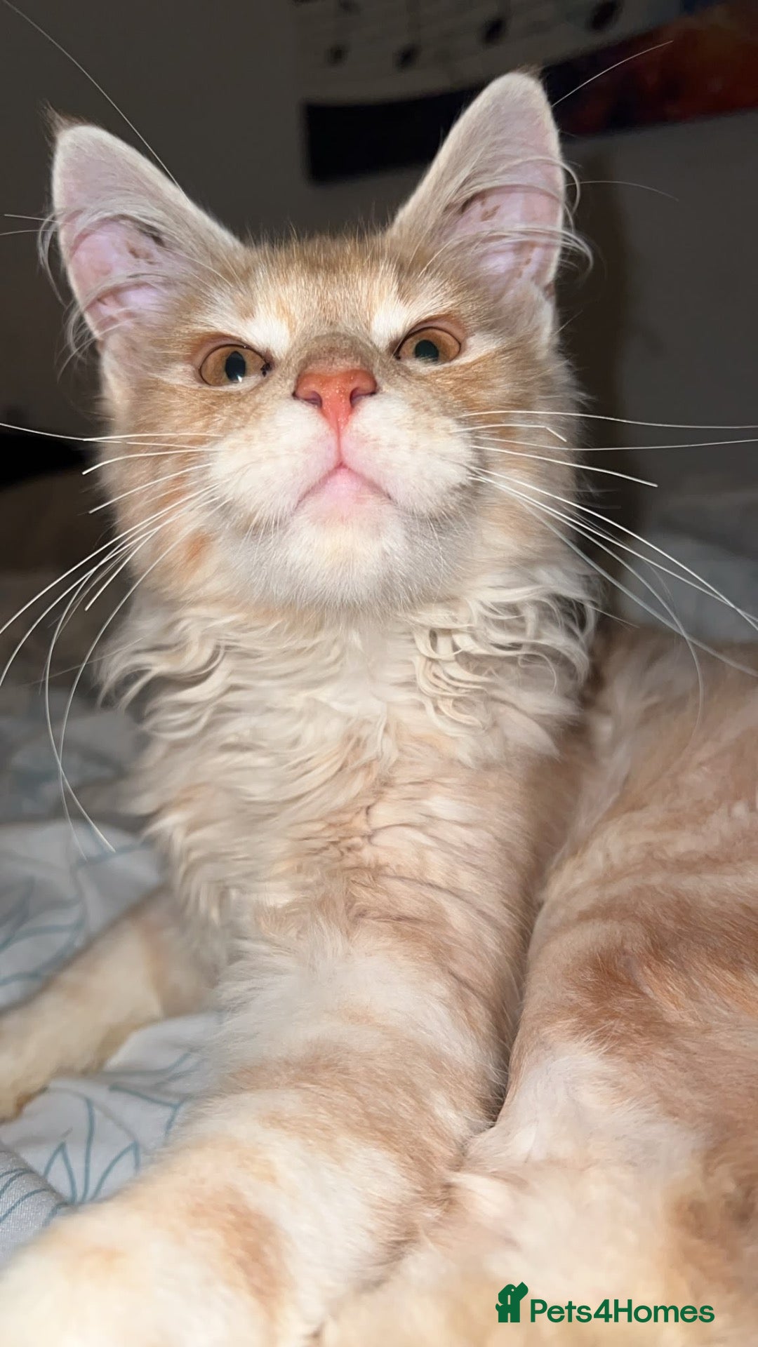 Maine Coon cats Rare Red Silver Maine Coon Kittens Available  - Advert 14