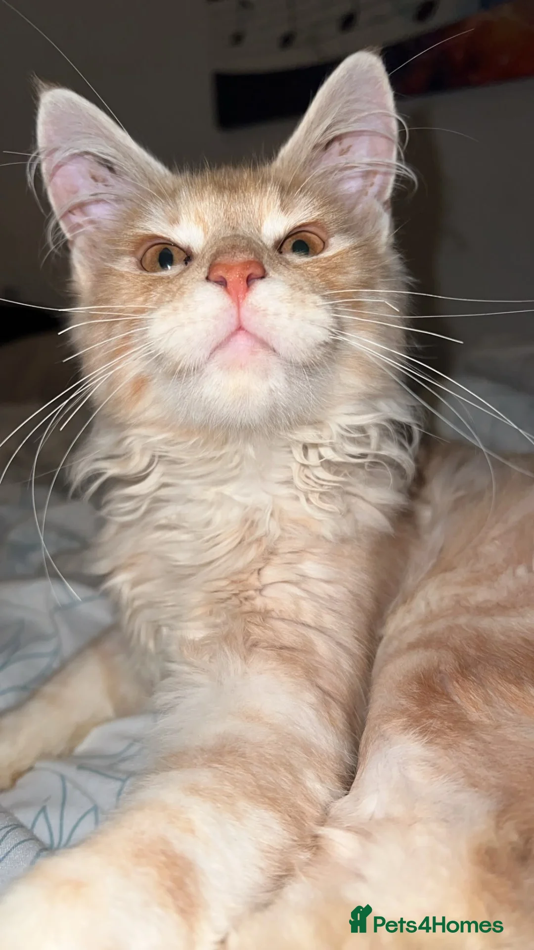 Maine Coon cats for sale: Rare Red Silver Maine Coon Kittens Available  - Advert 1