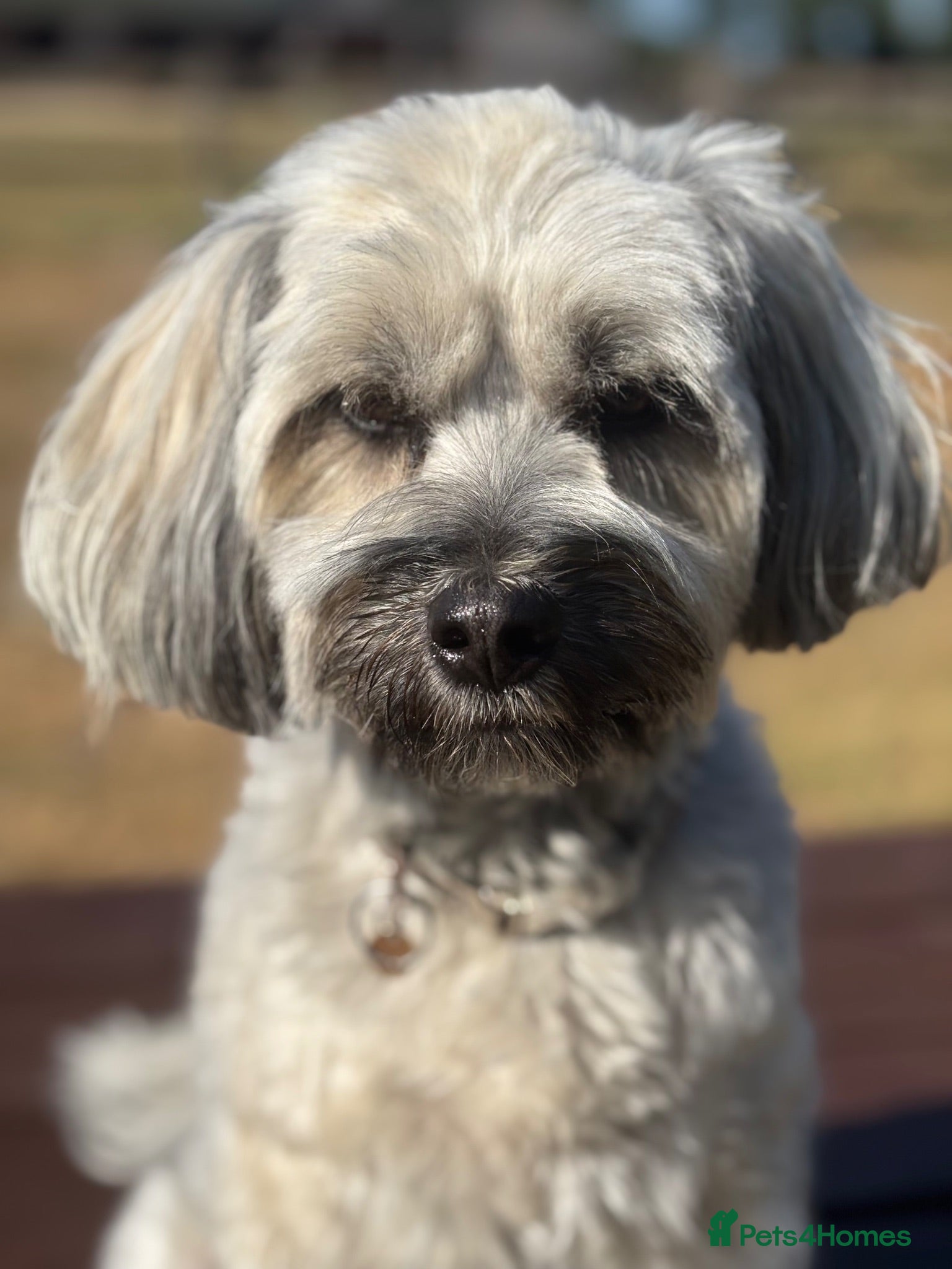 Tibetan Terrier dogs KC registered Tibetan Terrier puppies - Advert 1