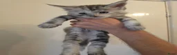 Maine Coon cats for sale: Beautiful Maine Coon Kittens  - Advert 17