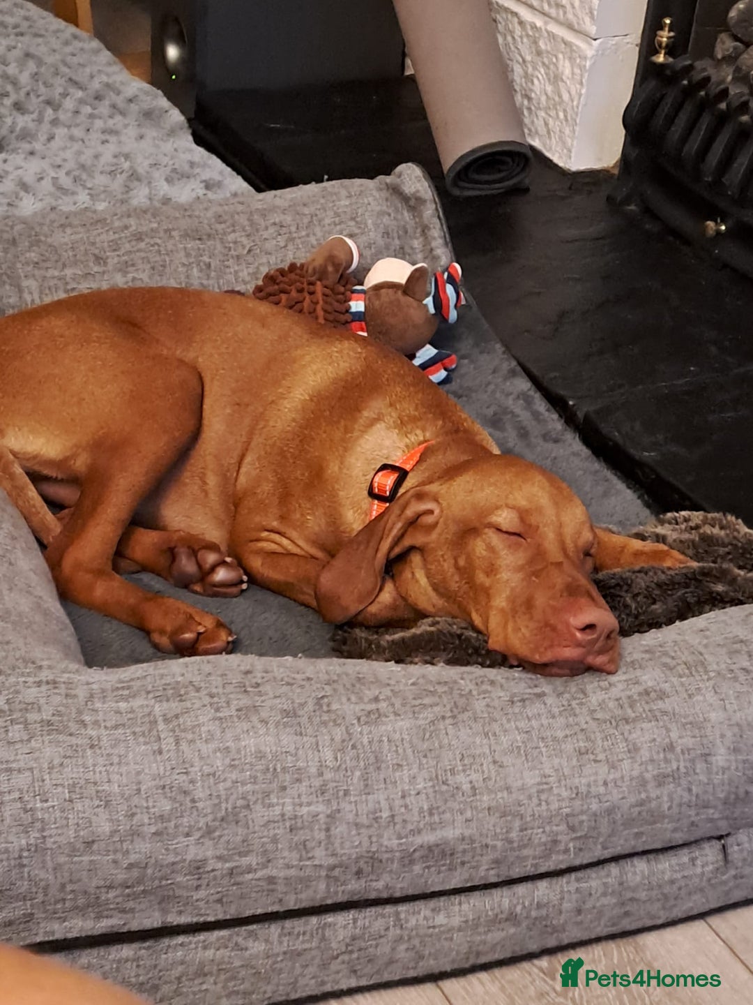 Hungarian Vizsla dogs for sale: Hungarian Vizsla - Male - 8 Months old - Advert 2