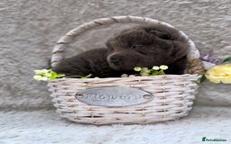 Shar Pei dogs for sale: REDUCED*READYNOW Beautiful bear/brush shar peis  - Image 13
