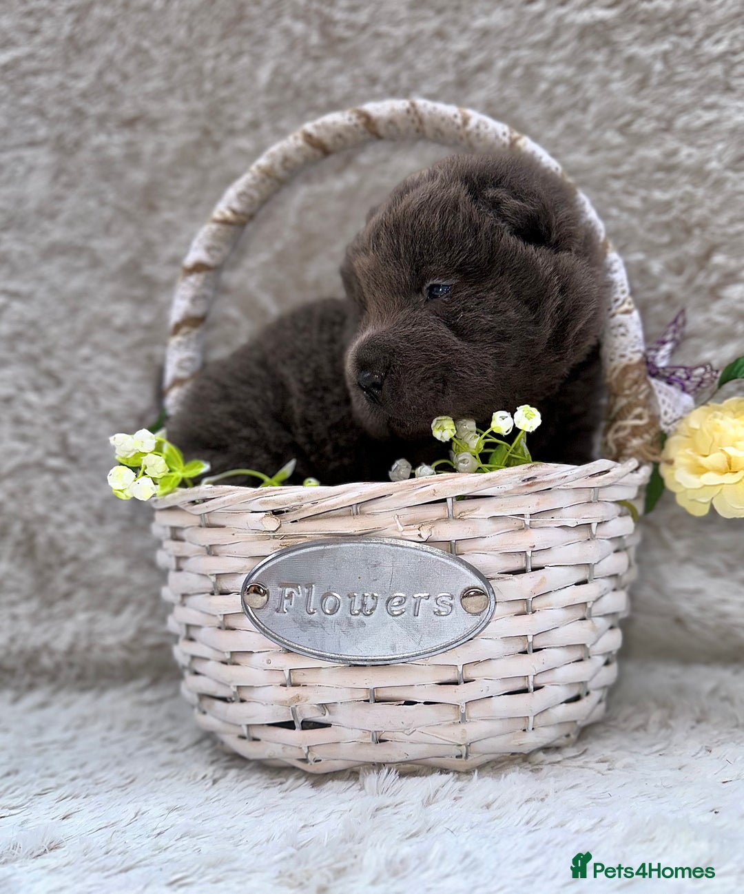 Shar Pei dogs for sale: REDUCED*READYNOW Beautiful bear/brush shar peis  - Image 13