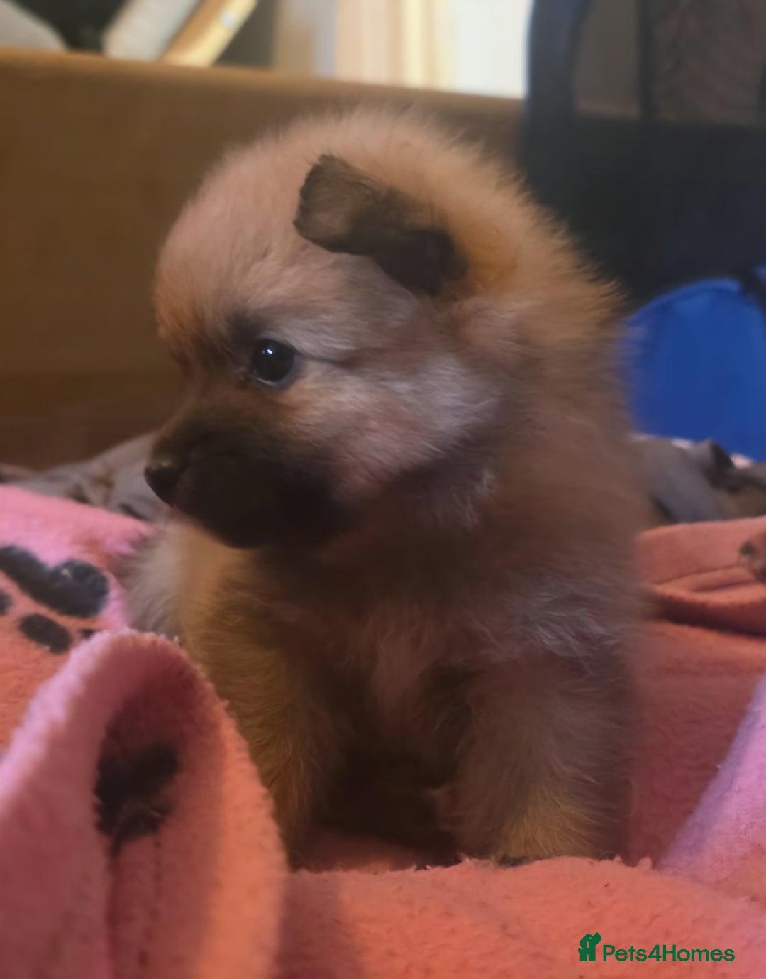 Pomeranian dogs for sale: Gorgeous Pomeranian puppies for sale - Image 13