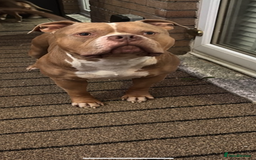 American Bully dogs for sale: AMERICAN POCKET BULLYS - Image 19