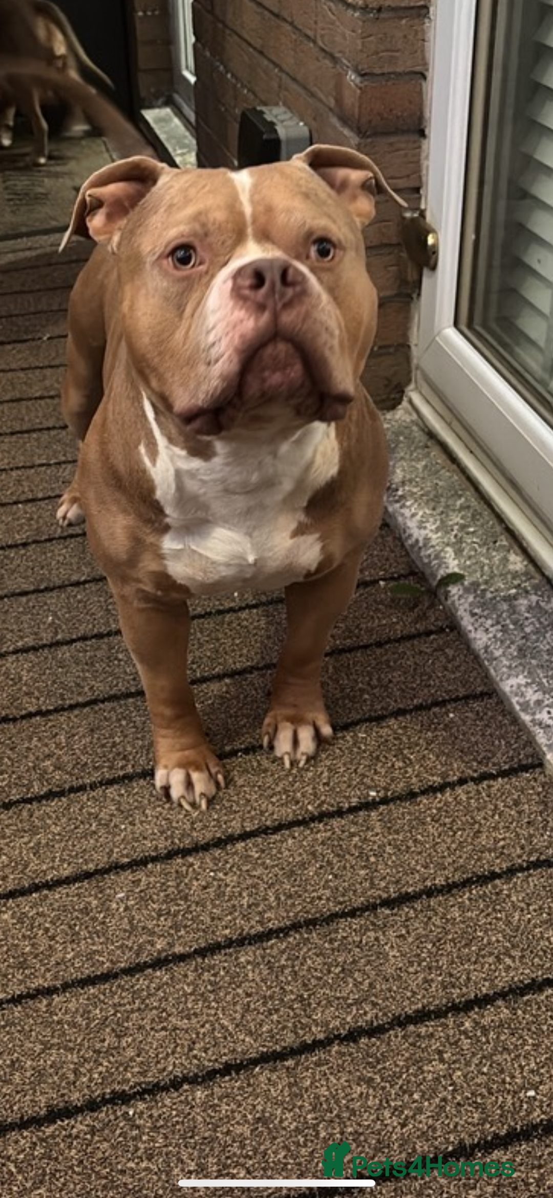 American Bully dogs for sale: AMERICAN POCKET BULLYS - Image 19