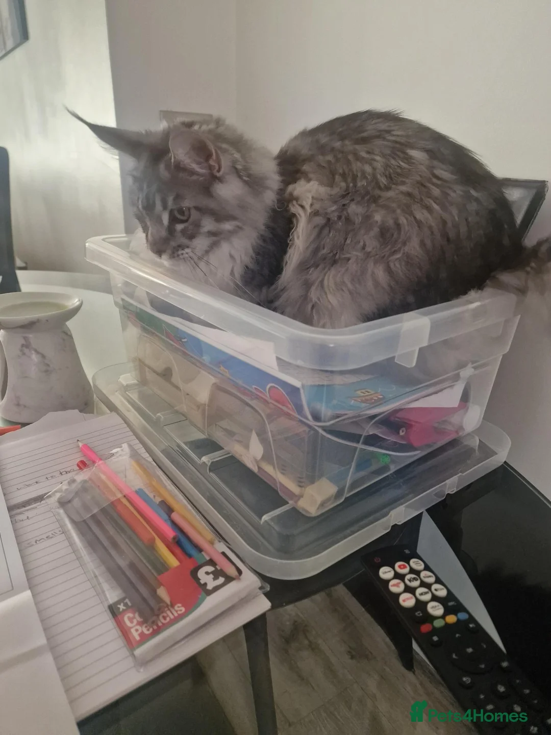 Maine Coon cats for sale:  maincoon  Active female  - Advert 7