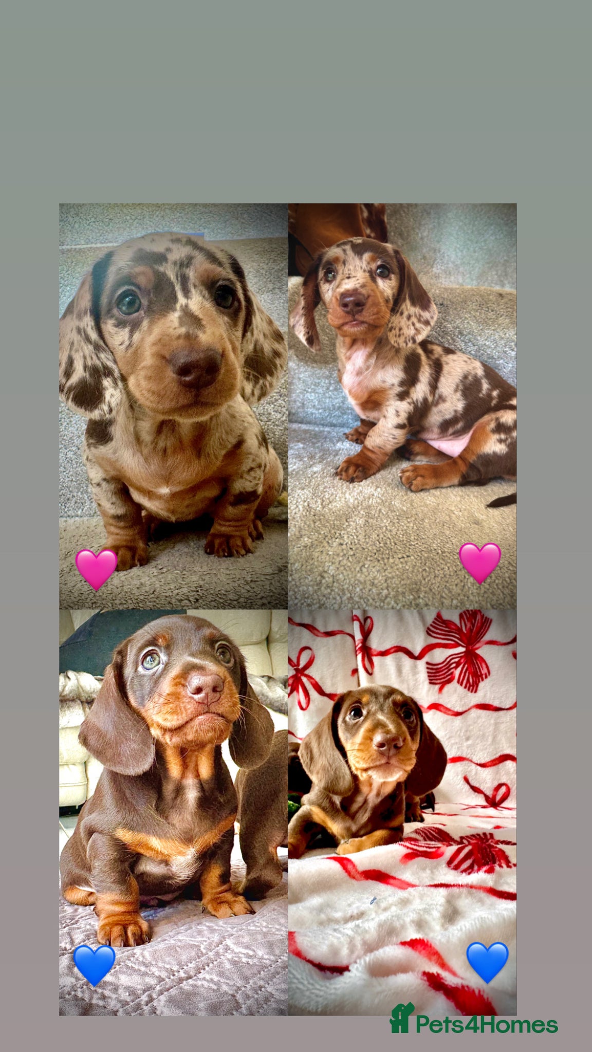 Miniature Dachshund dogs READY SOON MINI DACHSHUNDS SERIOUS BUYERS ONLY  - Advert 18
