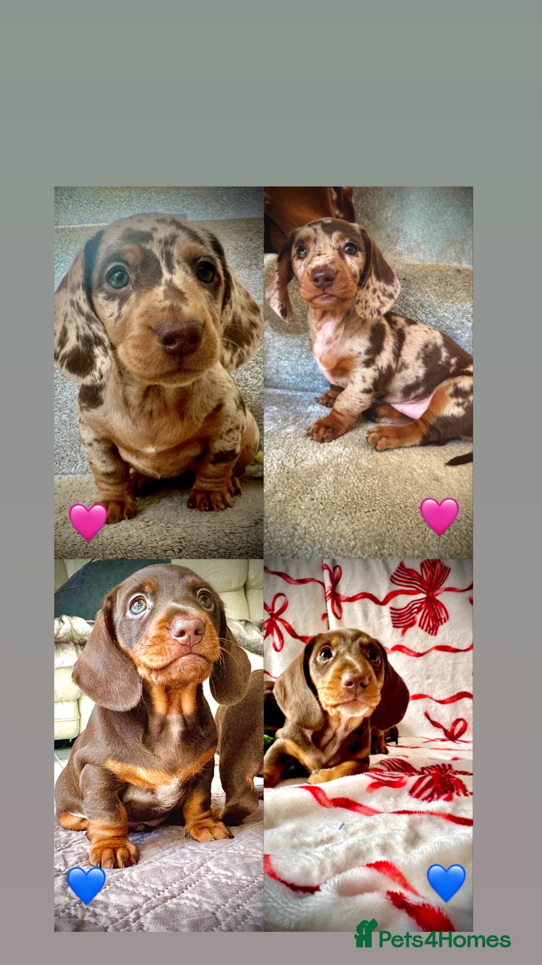 Miniature Dachshund dogs for sale: READY SOON MINI DACHSHUNDS SERIOUS BUYERS ONLY  - Advert 1