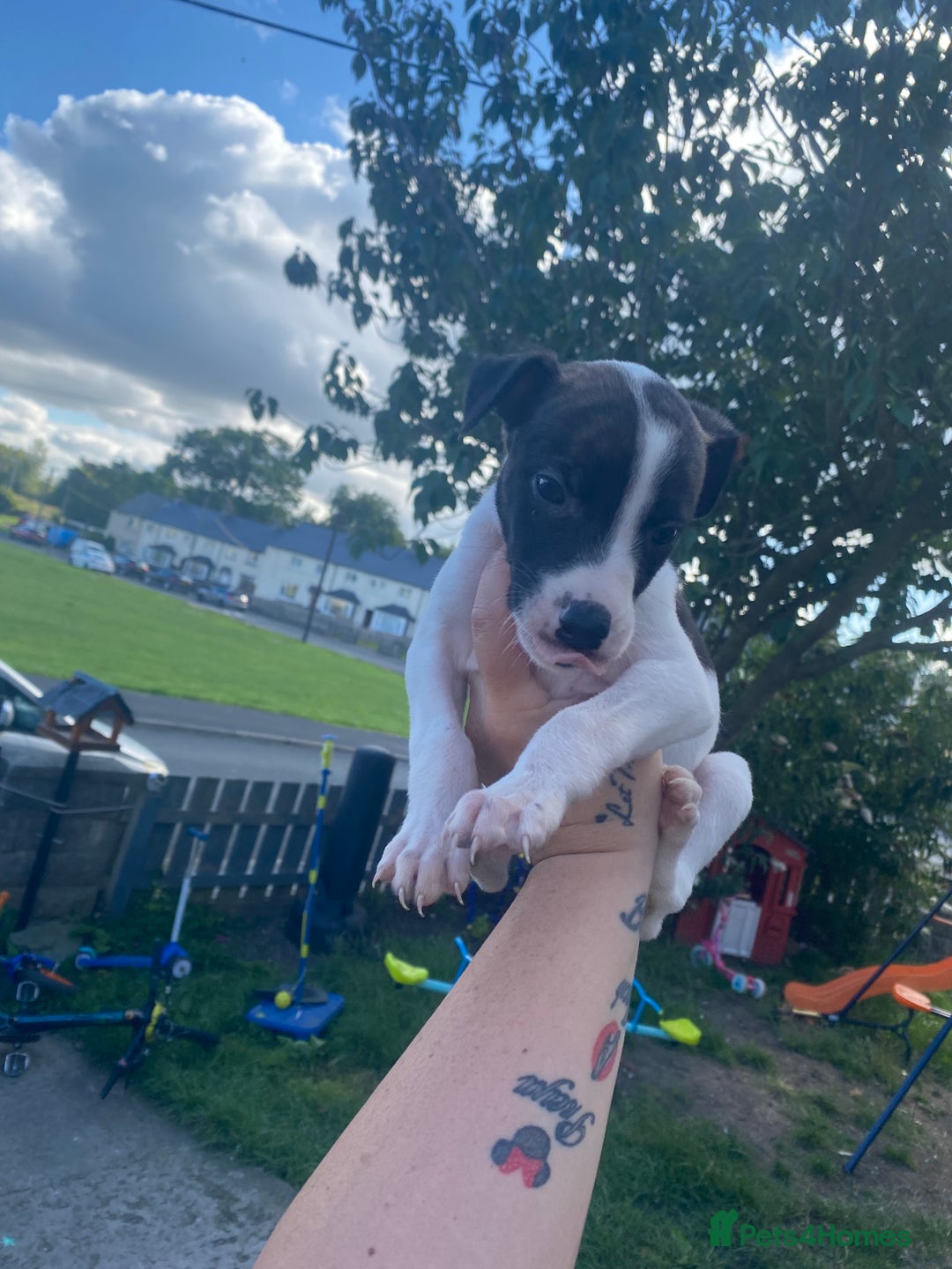 Lurcher dogs for sale: Eight gorgeous mix breed pups - Image 3