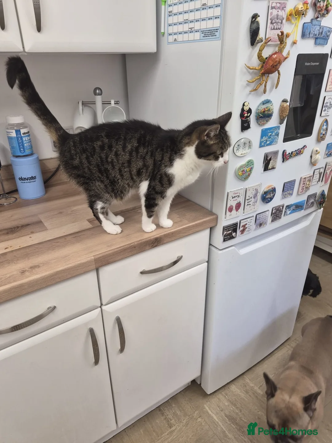 Mixed Breed cats for sale: Misty in Scunthorpe - Advert 4