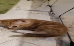 Mixed Breed cats for sale: Gorgeous kittens  - Image 12