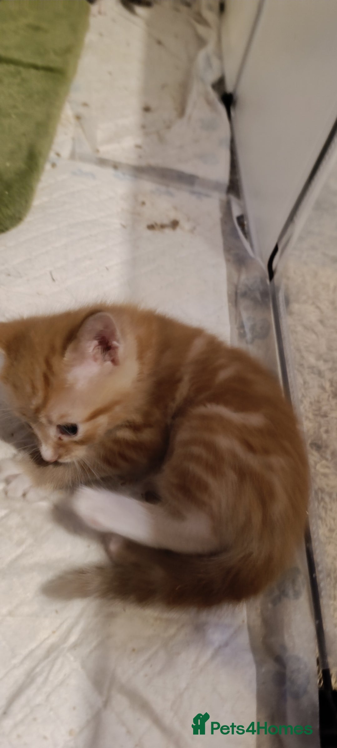 Mixed Breed cats for sale: Gorgeous kittens  - Image 12
