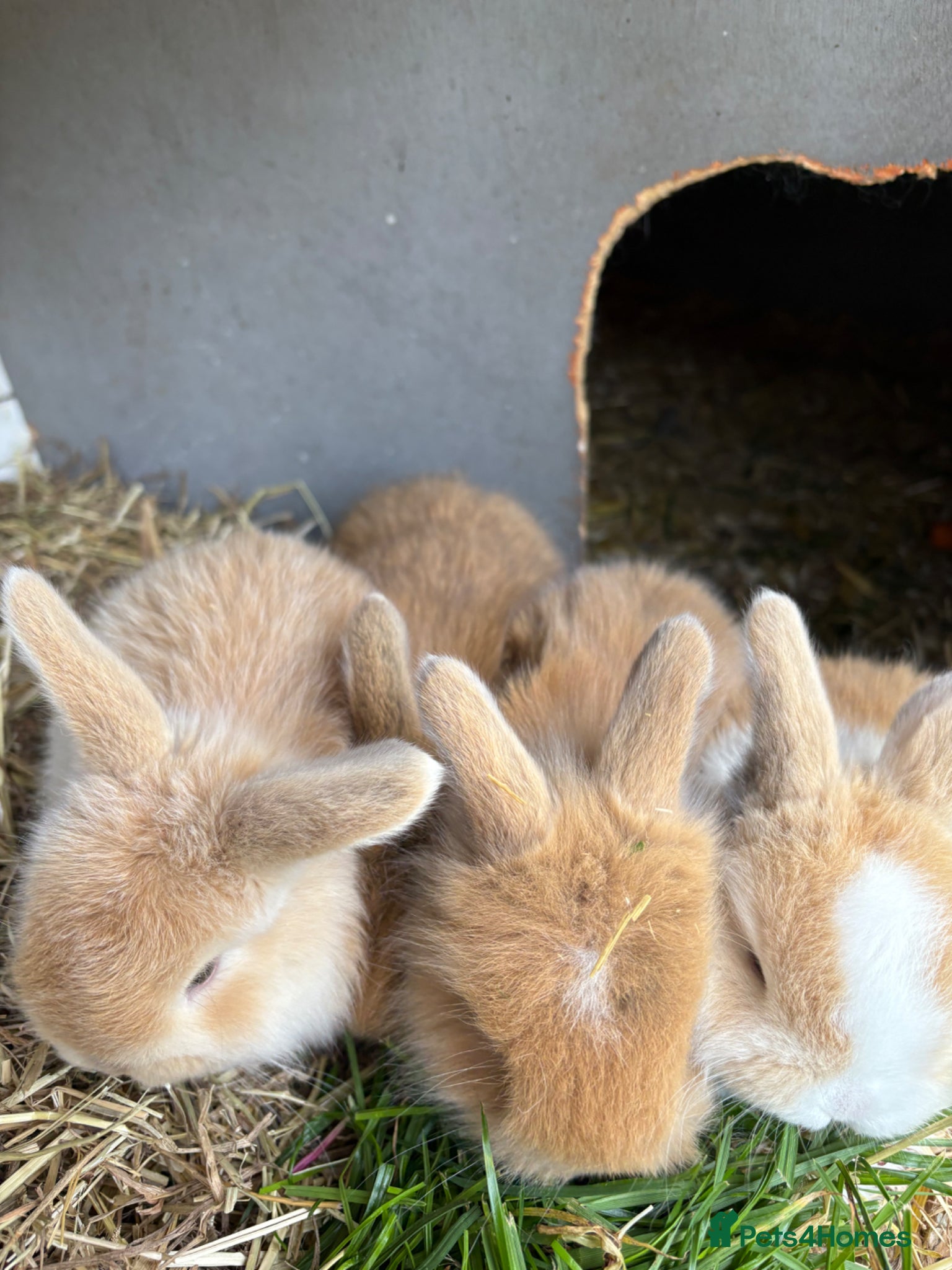 Mixed Breed rabbits angora cross lop  - Advert 8