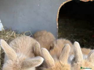 Mixed Breed rabbits angora cross lop - Advert 2