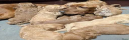 Cockapoo dogs for sale: Quality F1 Cockapoo puppies  in Ammanford - Advert 25