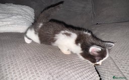 British Shorthair cats for sale: 3 x adorable kittens  - Image 3