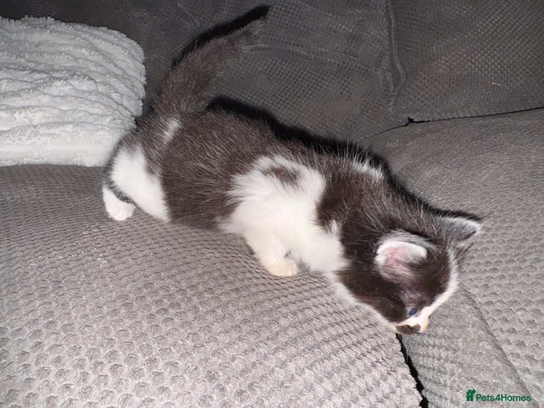 British Shorthair cats for sale: 3 x adorable kittens  - Image 3