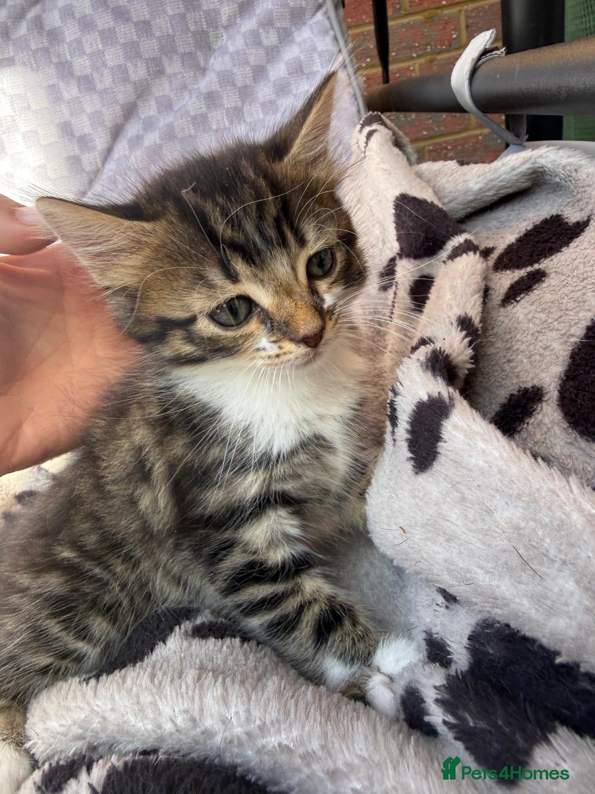 Mixed Breed cats 🐾 For Sale: 3 Unique Kittens (2 Boys & 1 Girl)  - Advert 2